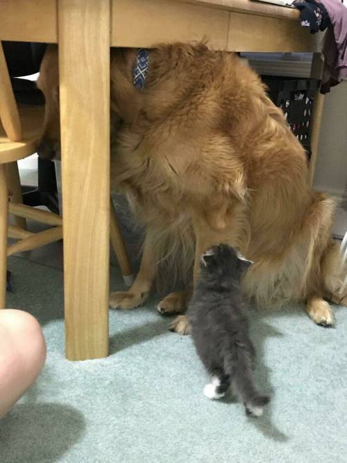 [스압] 본인이 얼마나 큰지 알지 못함.jpg