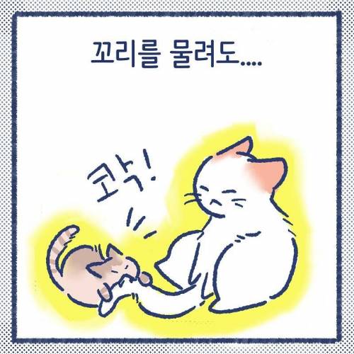 어른냥이가 아깽이가 너무 작아서 봐주는.manhwa