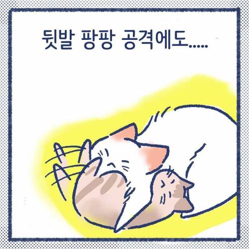 어른냥이가 아깽이가 너무 작아서 봐주는.manhwa