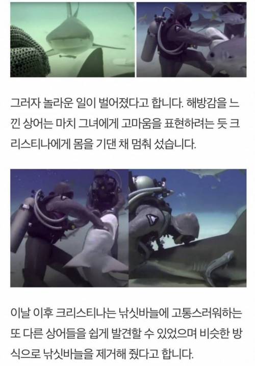 상어들 입속 낚싯바늘 빼줬더니 생긴 일.jpg