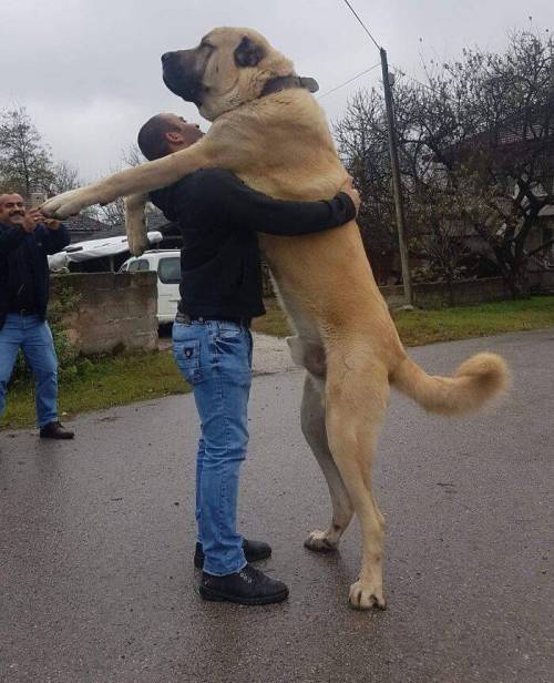 [스압] 본인이 얼마나 큰지 알지 못함.jpg