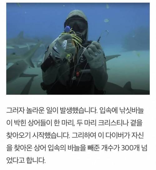 상어들 입속 낚싯바늘 빼줬더니 생긴 일.jpg