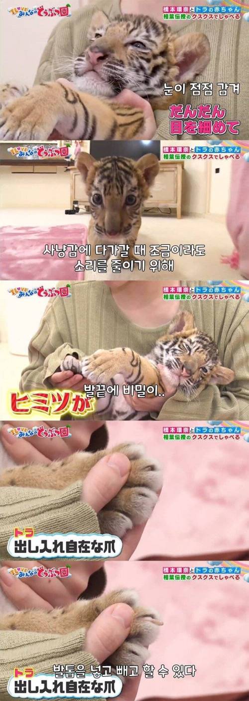[스압] 호랑이랑 노는 일본 여배우.jpg