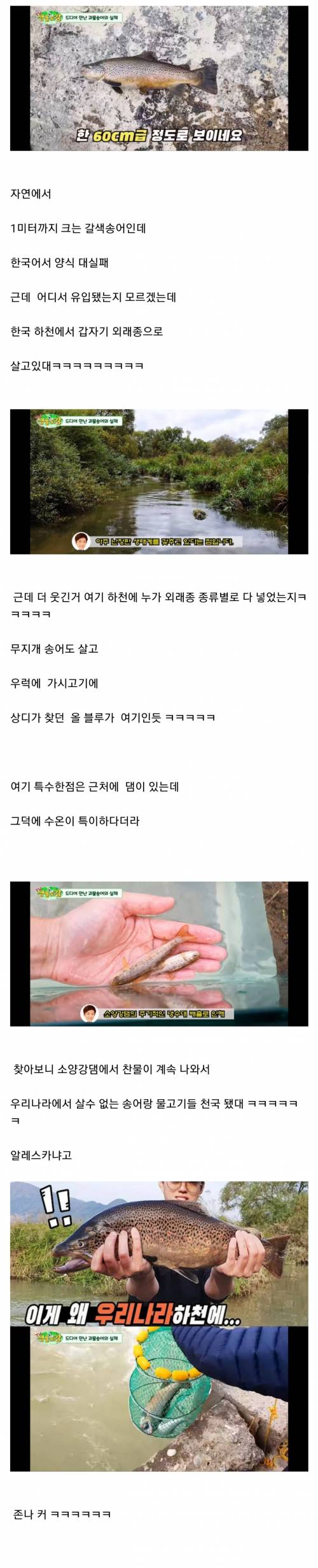 한국에서 양식 실패한 송어 근황.jpg