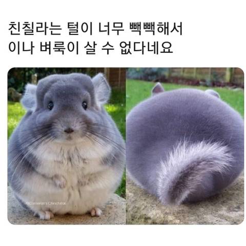 친칠라 털의 비밀.jpg