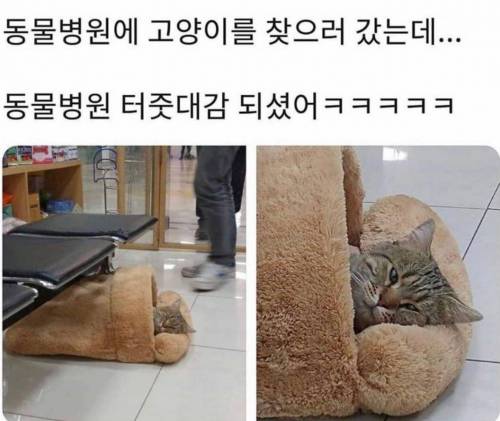 동물병원에 고양이를 찾으러갔는데.jpg