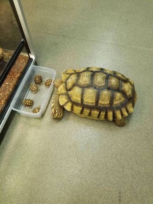 새끼 거북과 성체 거북의 크기 차이.jpg