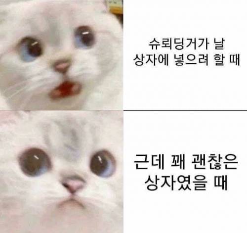 슈뢰딩거가 날 상자에 넣으려 할 때.jpg