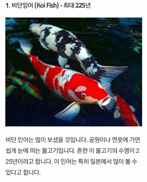 죽지 않고 영원히 사는 생물.jpg