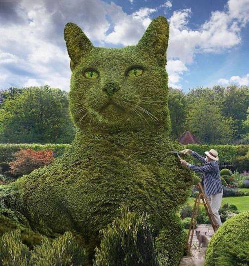 고양이 덕후 정원사가 만들었다는 '초대형' 고양이 나무들.jpg
