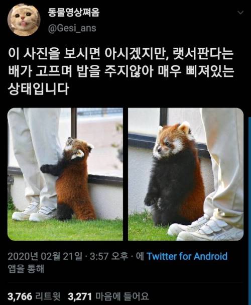 랫서판다가 삐진 이유.jpg