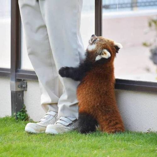 랫서판다가 삐진 이유.jpg