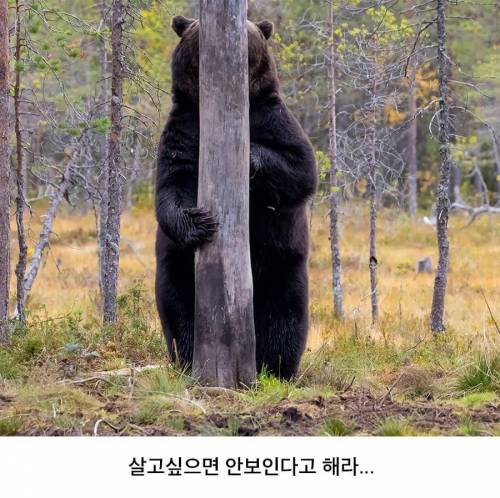 신기한 동물들의 위장술.jpg