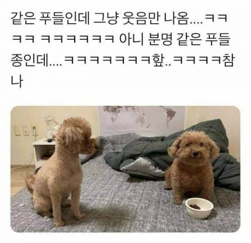 같은 푸들인디 먼가 다름.jpg