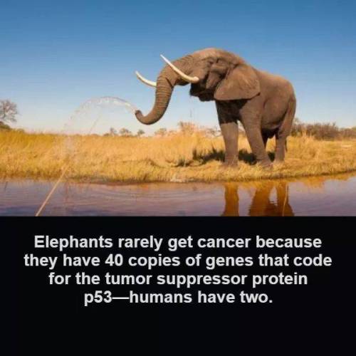 코끼리는 거의 암에 걸리지 않는다.jpg
