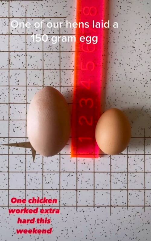 외국에서 발견된 거대 계란.mp4