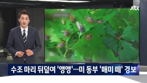 세기말 풍경 같다...미국 17년 만에 매미 떼 경보.jpg