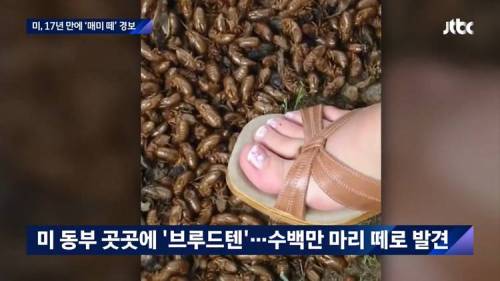 세기말 풍경 같다...미국 17년 만에 매미 떼 경보.jpg