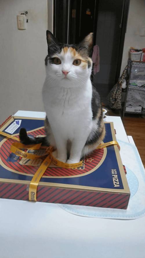 오빠, 나야? 피자야?