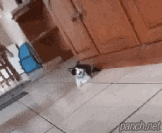 미친 집사야, 심장마비 걸릴 뻔 했다!.gif
