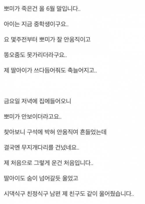 [?] 18년키운 강아지가 죽었는데 제 딸이 말이 없어졌어요.jpg