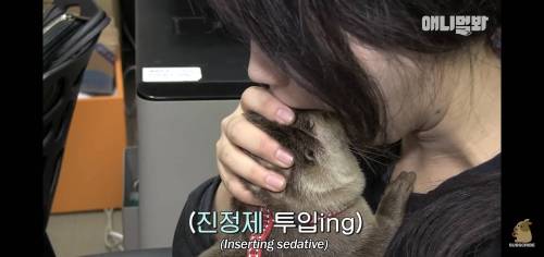 수달 진정시키는 법.jpg