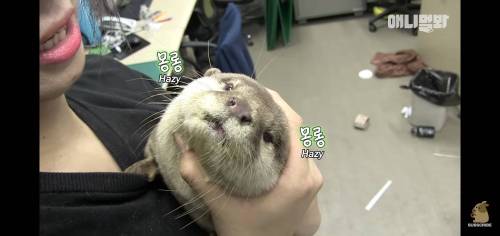 수달 진정시키는 법.jpg