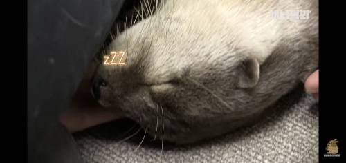 수달 진정시키는 법.jpg