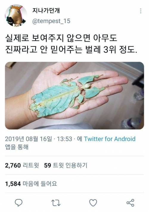 실제로 보여주지 않으면 아무도 진짜라고 안 믿어주는 벌레 3위 정도...twt