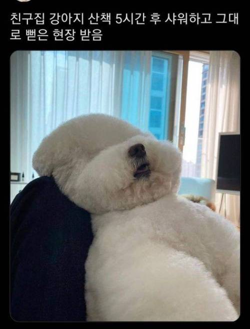 산책 5시간한 강아지.jpg