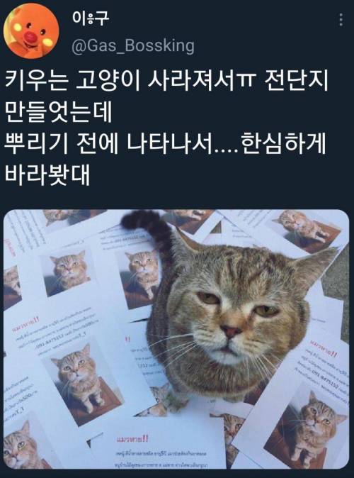 실종된 고양이.jpg