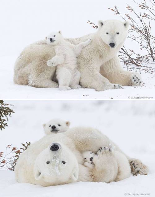 야생에서 찍은 곰가족 사진.jpg