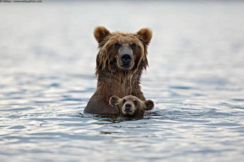야생에서 찍은 곰가족 사진.jpg