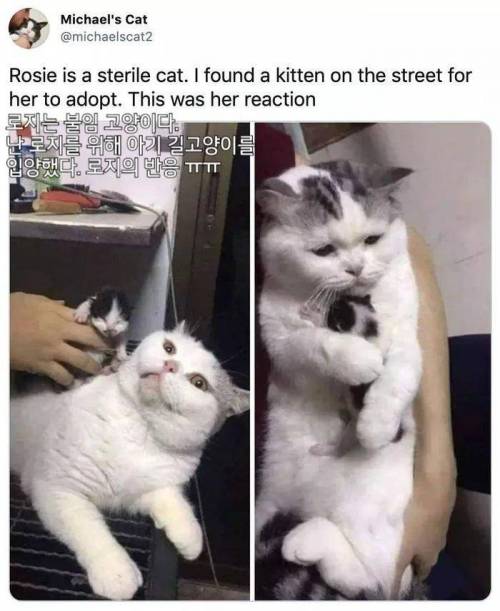 새끼 입양한 불임 고양이.jpg