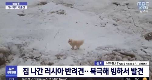 러시아 가출견이 발견된 장소.jpg