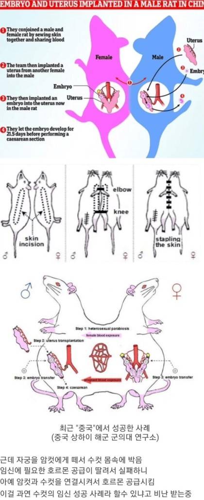 중국의 키메라 실험.jpg