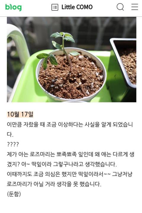 다이소에서 로즈마리 씨앗을 산 어느 블로거...jpg