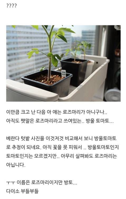 다이소에서 로즈마리 씨앗을 산 어느 블로거...jpg