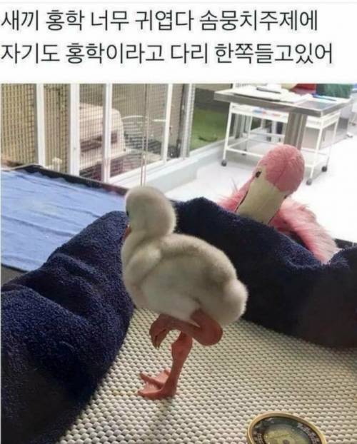 어른홍학 따라하는 아기홍학..jpg