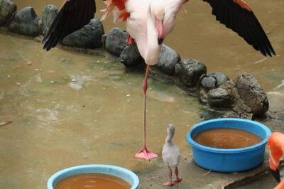 어른홍학 따라하는 아기홍학..jpg