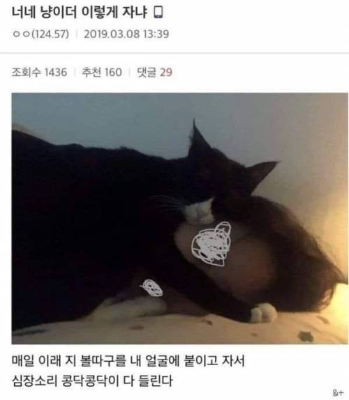 니네집 냥이도 이렇게 자냐?.jpg