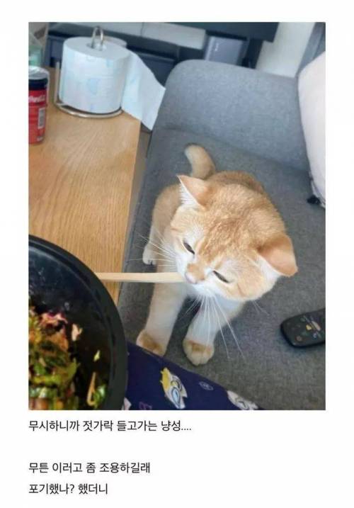 회덮밥이 먹고싶은 고양이.jpg