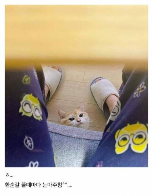 회덮밥이 먹고싶은 고양이.jpg
