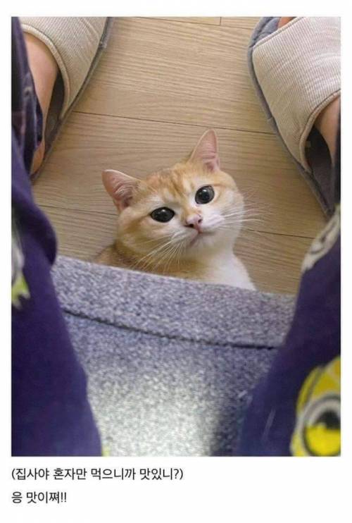 회덮밥이 먹고싶은 고양이.jpg