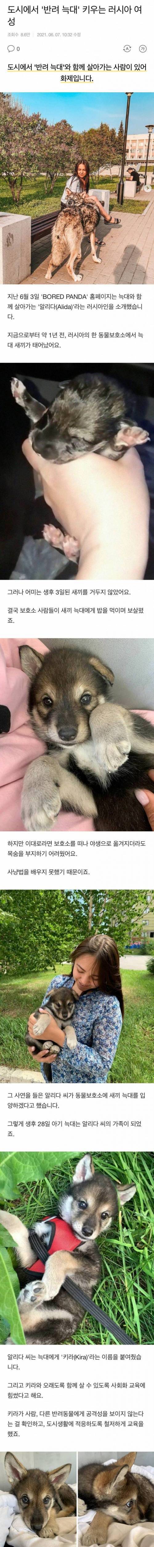 [스압] 반려늑대 키우는 러시아 여성.jpg