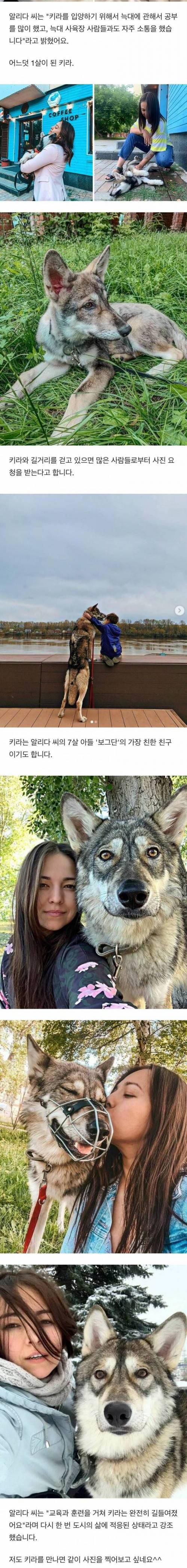 [스압] 반려늑대 키우는 러시아 여성.jpg