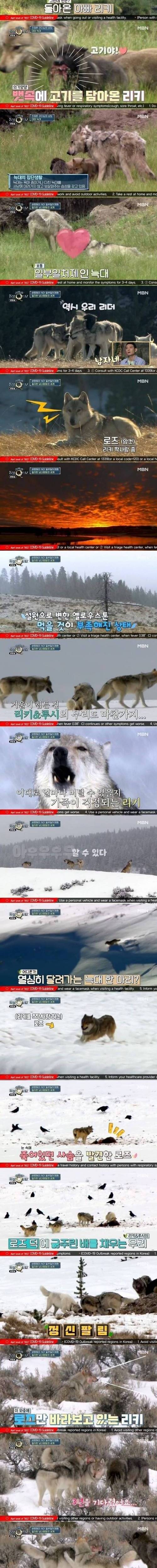 [스압] 리더 늑대 불륜의 최후.jpg