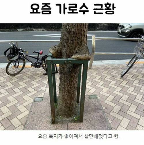 요즘 가로수 근황.jpg