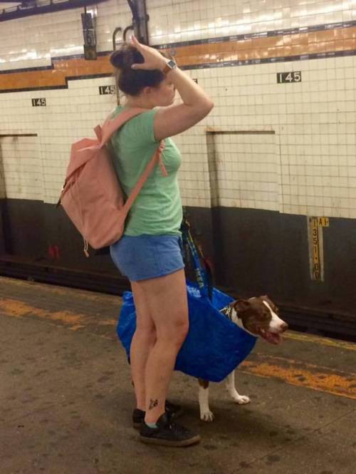 [스압] 뉴욕에 사는 강아지들이 지하철을 타는 방법