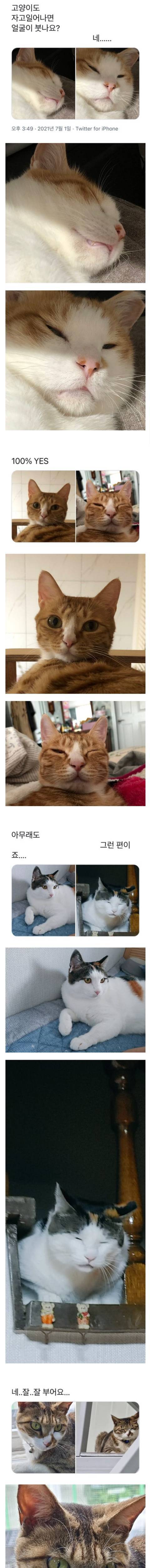 [스압] 고양이도 자고 일어나면 붓나요?.jpg